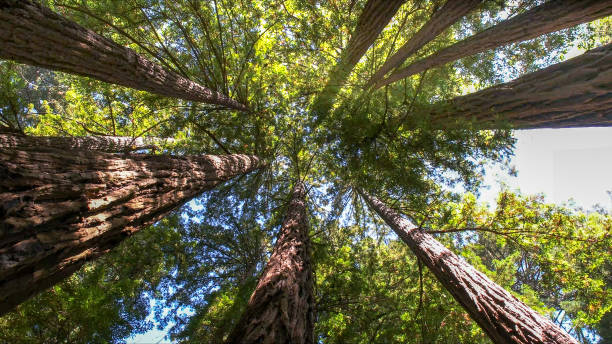 Best Arborist Consultation Services  in La Junta, CO