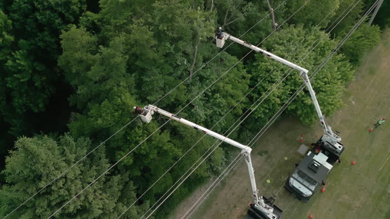 Best Hazardous Tree Removal  in La Junta, CO