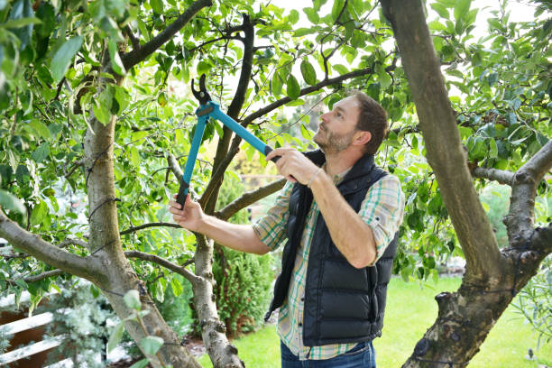 Best Lawn Watering Services  in La Junta, CO